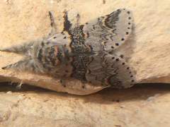 Furcula occidentalis