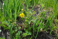 Potentilla heptaphylla