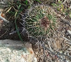 Echinofossulocactus phyllacanthus