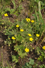 Potentilla heptaphylla