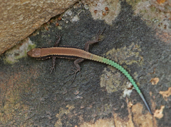 Iberolacerta monticola