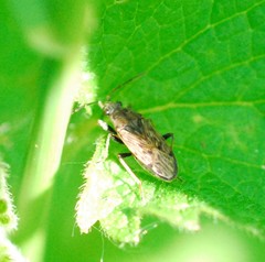 Peritrechus gracilicornis