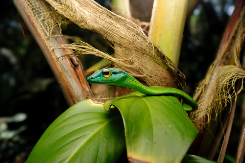 Western Parrot-Snake