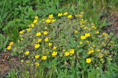 Potentilla heptaphylla