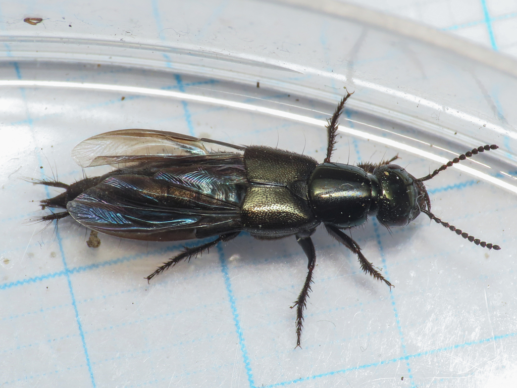 Philonthus intermedius
