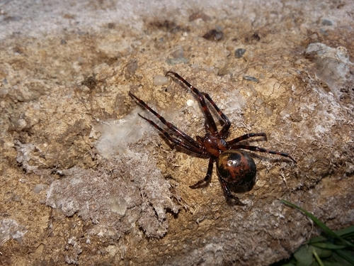 European cave spider