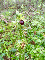 Ophrys sphegodes sphegodes