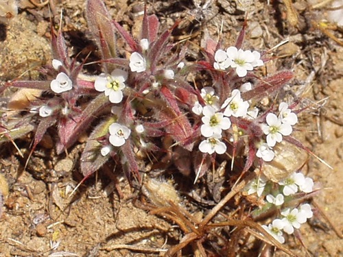 Chorizanthe spinosa