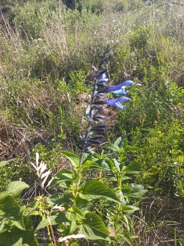 Foto de Sálvia azul