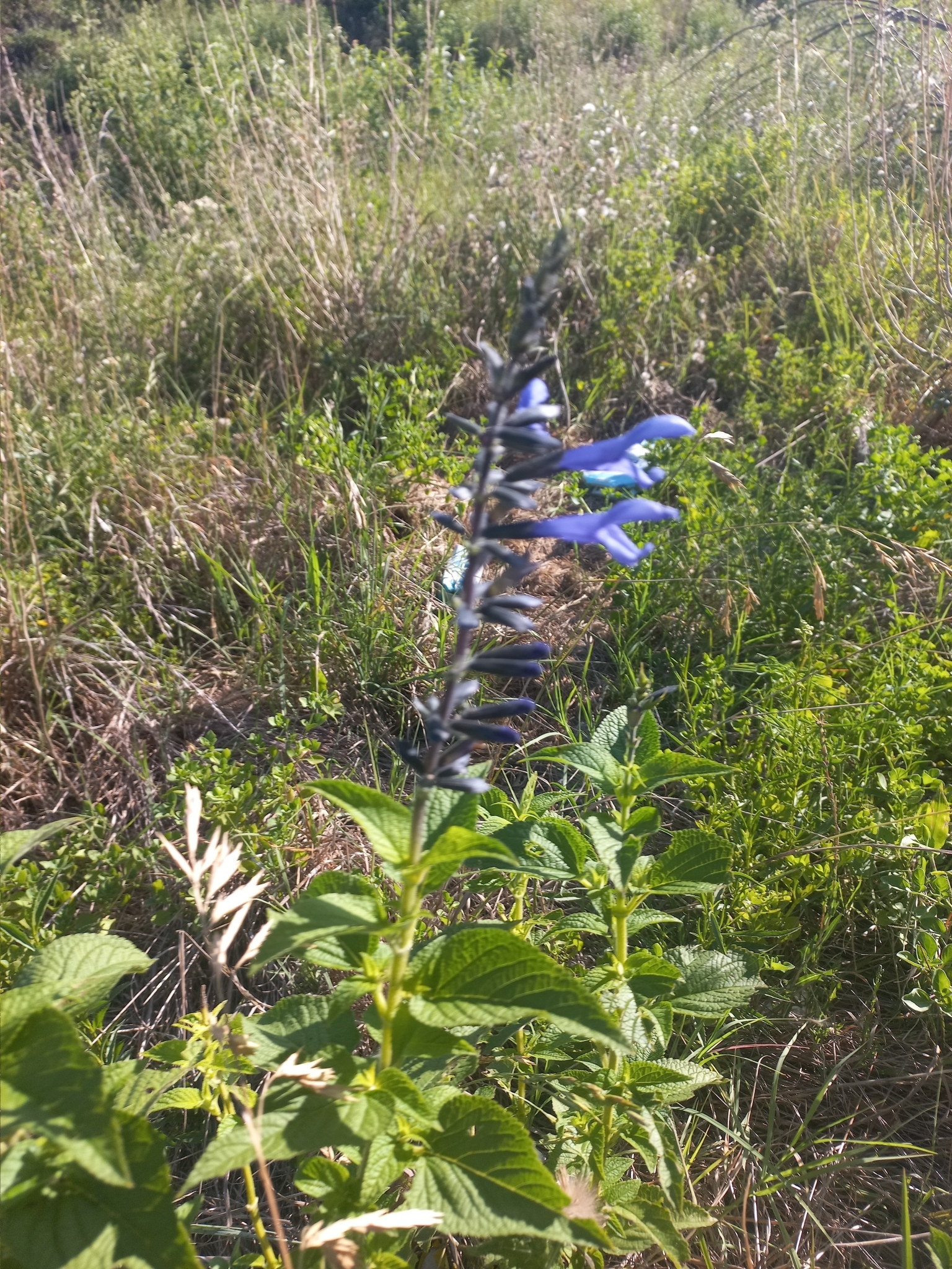 Imagem de Sálvia azul