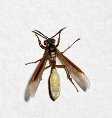 Apoica pallens image