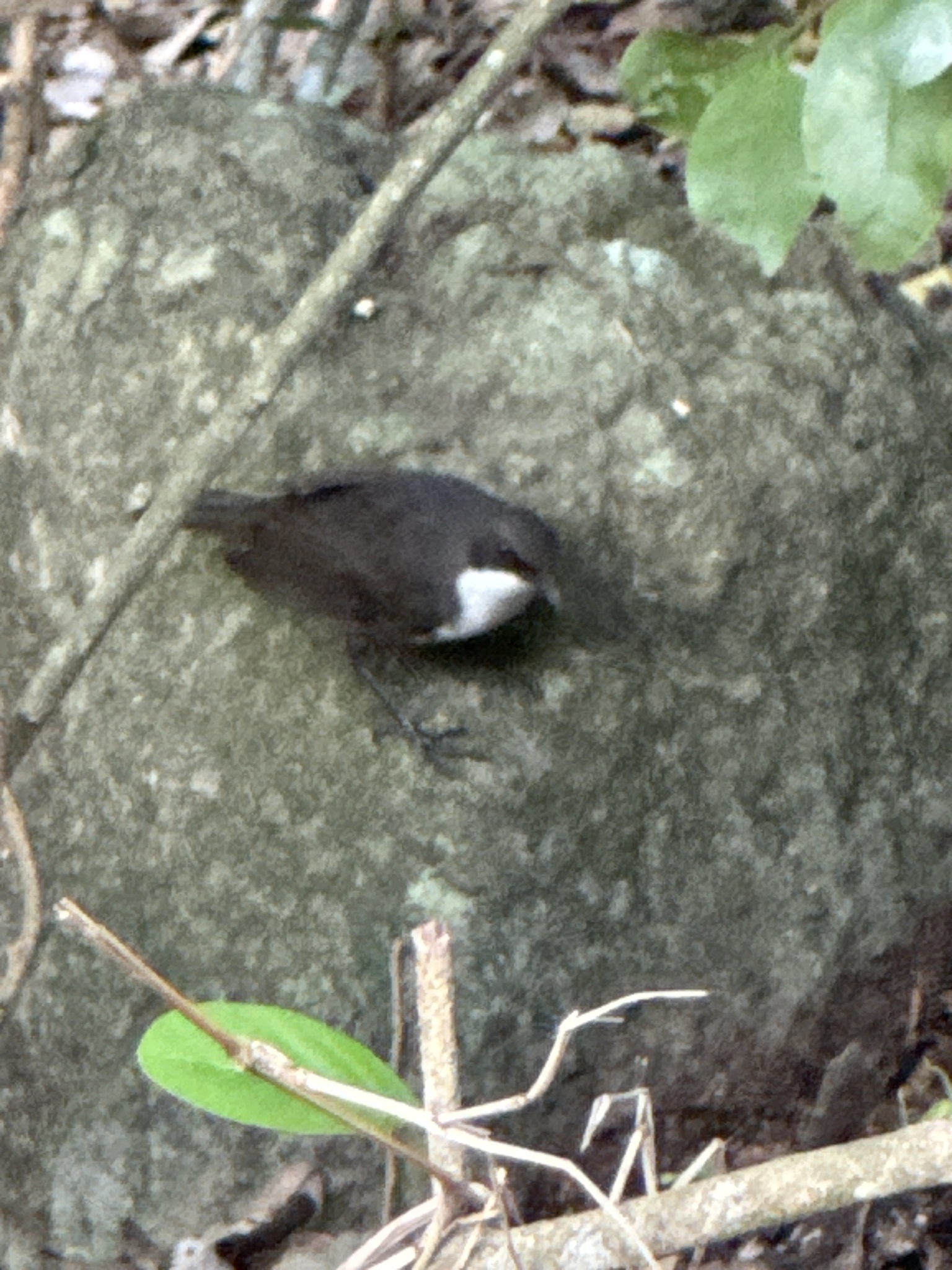 Martinique Thrasher (Ramphocinclus brachyurus), photo 7