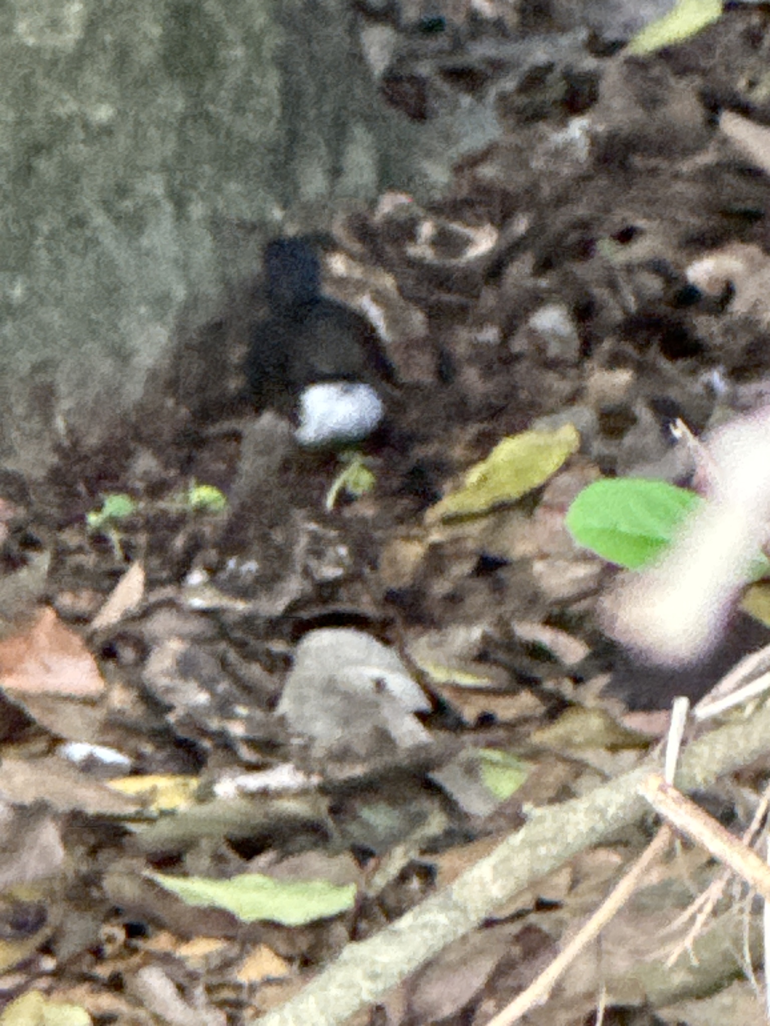 Martinique Thrasher (Ramphocinclus brachyurus), photo 8