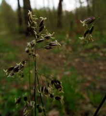 Anthoxanthum australe