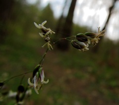 Anthoxanthum australe