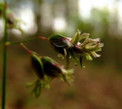 Anthoxanthum australe