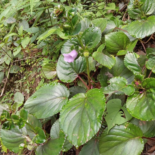 Foto de Sininho