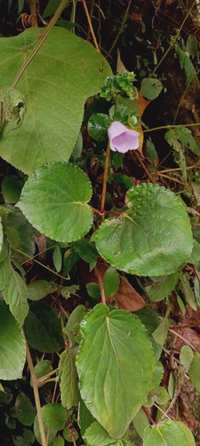 Foto de Sininho
