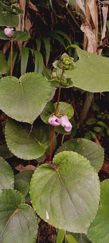 Foto de Sininho
