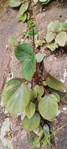 Foto de Sininho