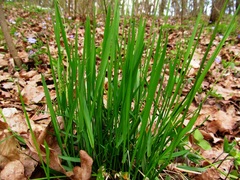 Anthoxanthum australe