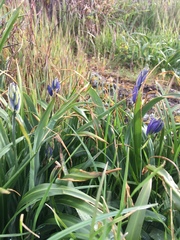 Camassia leichtlinii