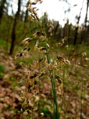 Anthoxanthum australe