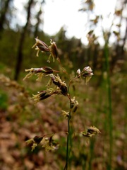 Anthoxanthum australe