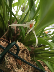 Maxillaria splendens