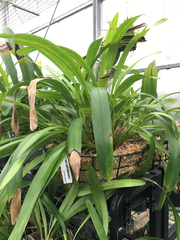 Maxillaria splendens