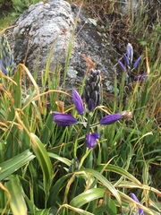 Camassia leichtlinii