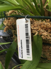 Maxillaria splendens