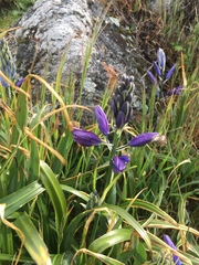 Camassia leichtlinii