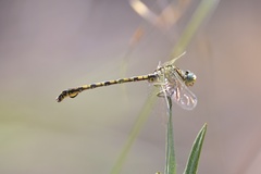 Ceratogomphus pictus