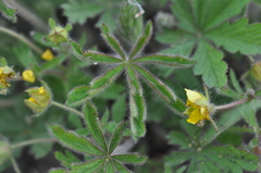 Potentilla heptaphylla