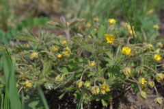 Potentilla heptaphylla