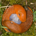 Arion vulgaris - Photo (c) Drepanostoma,  זכויות יוצרים חלקיות (CC BY-NC), uploaded by Drepanostoma