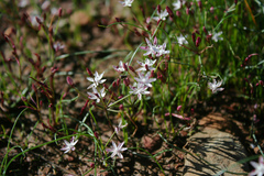 Strumaria tenella tenella