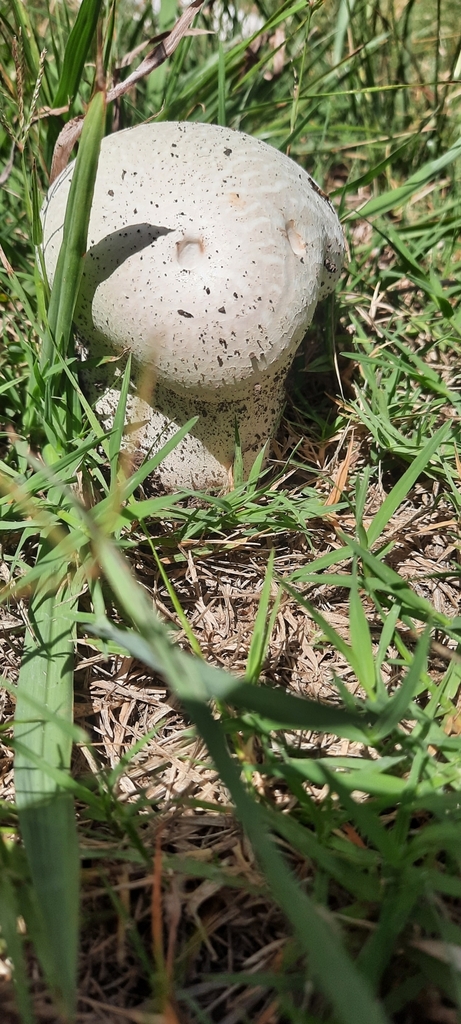 Calvatia cyathiformis · February 2024 · photo: © noeliamedina89 (iNaturalist, cc0)