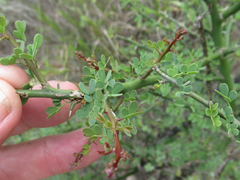Parkinsonia texana macra