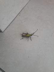 Trybliophorus peruvianus