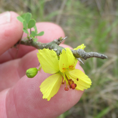 Parkinsonia texana macra