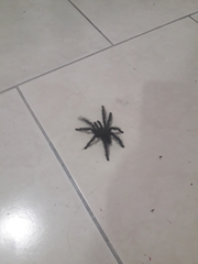 Trybliophorus peruvianus