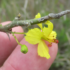 Parkinsonia texana macra