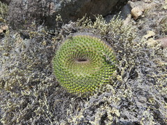 Mammillaria gigantea