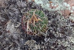 Echinofossulocactus pentacanthus