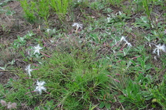 Dianthus arenarius
