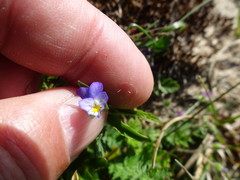 Viola tricolor curtisii