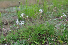 Dianthus arenarius