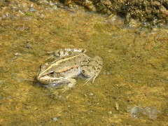 Pelophylax kurtmuelleri